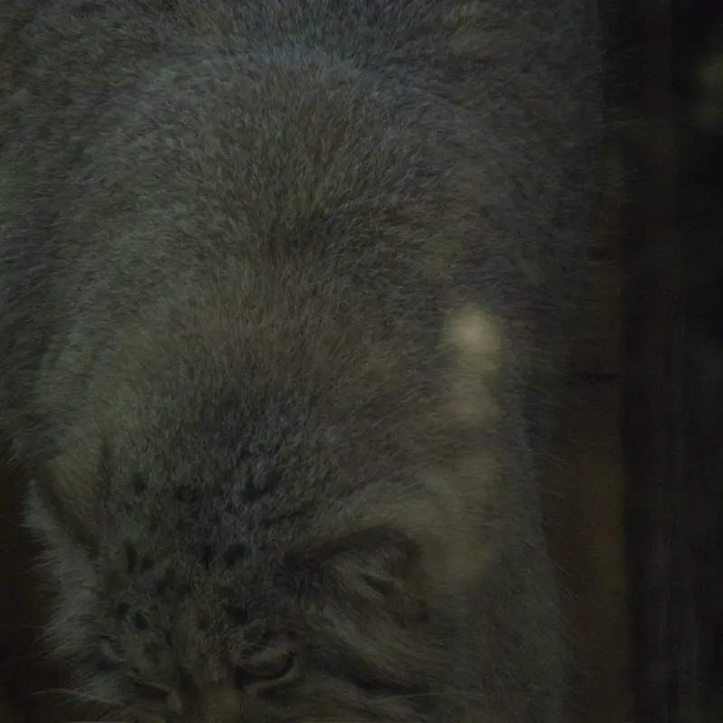 A photograph of a Pallas's cat in The Lakeland Wildlife Oasis