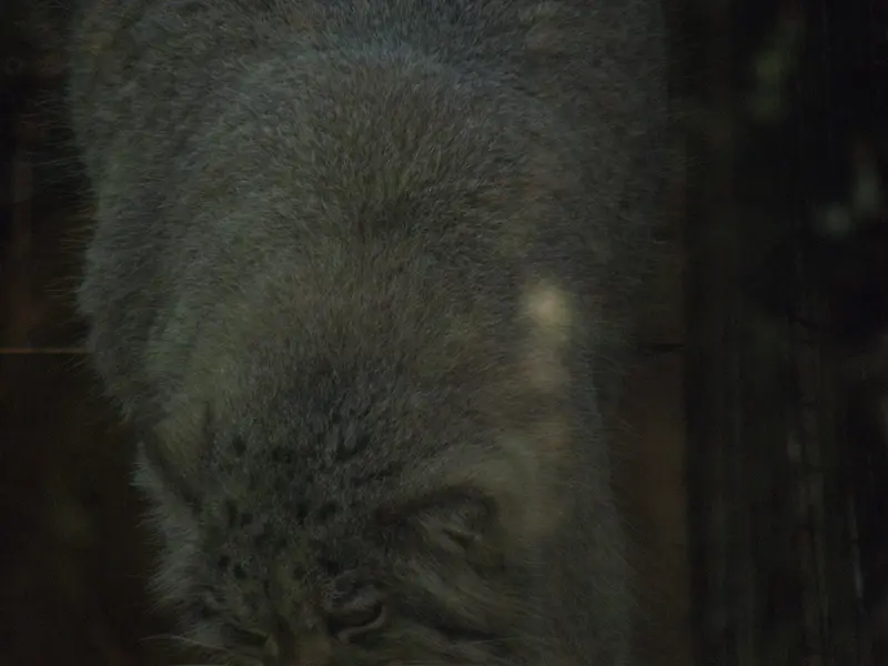 A photograph of a Pallas's cat in The Lakeland Wildlife Oasis
