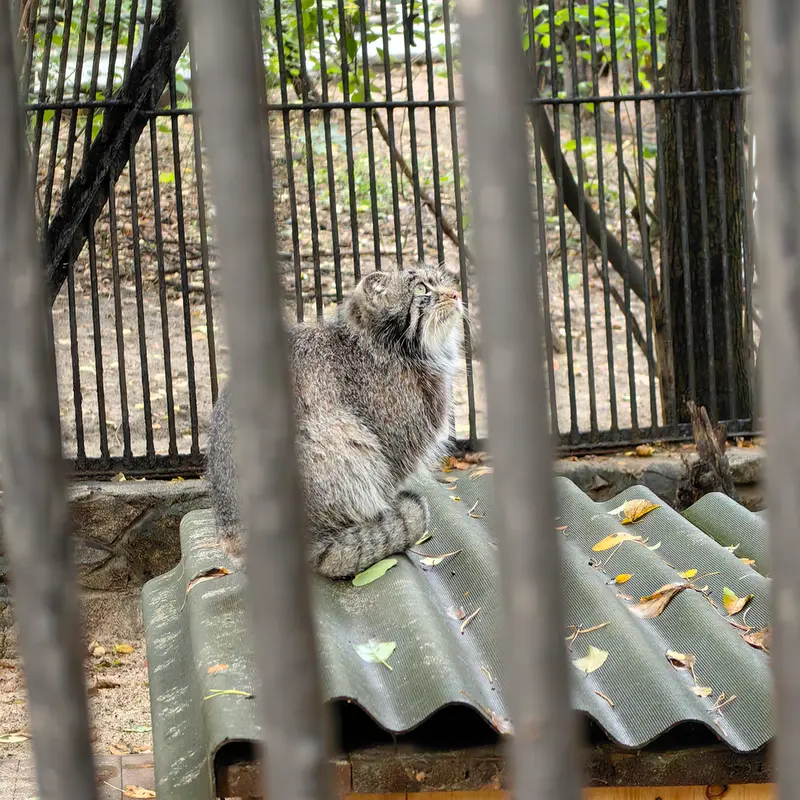 A photograph of Bandit in Novosibirsk Zoo