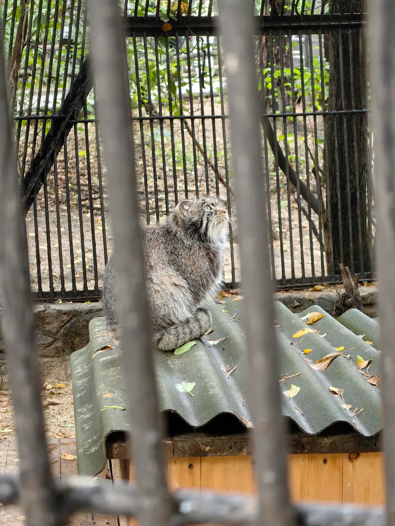 A photograph of Bandit in Novosibirsk Zoo