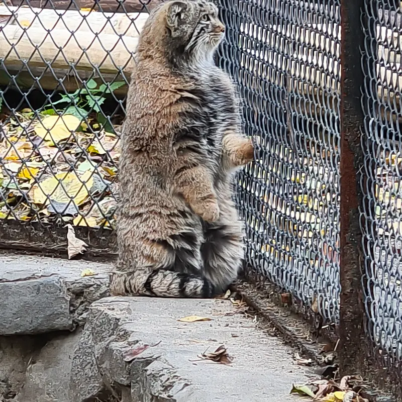 A photograph of a Pallas's cat in Novosibirsk Zoo