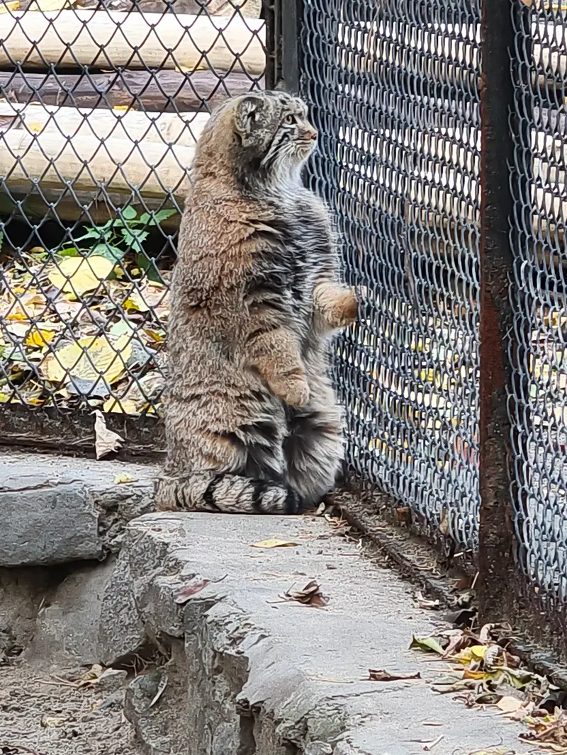 A photograph of a Pallas's cat in Novosibirsk Zoo