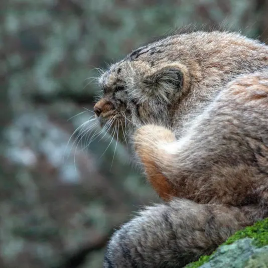 A photograph of Thomas O'Malley in Nordens Ark