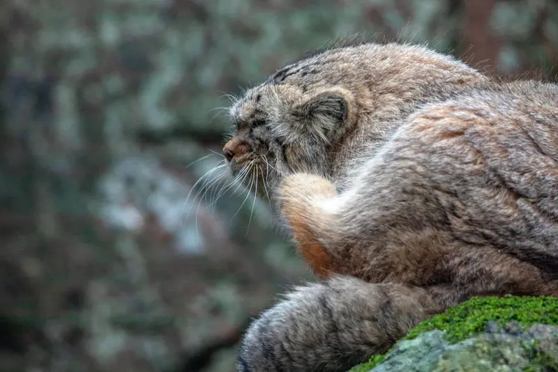 A photograph of Thomas O'Malley in Nordens Ark