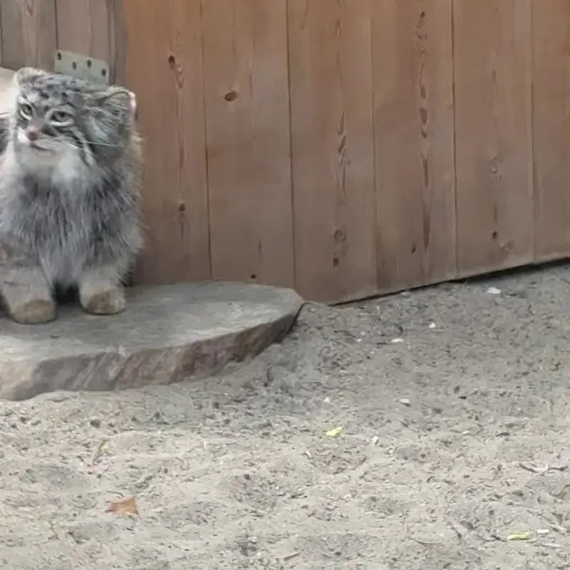 A photograph of a Pallas's cat in Novosibirsk Zoo