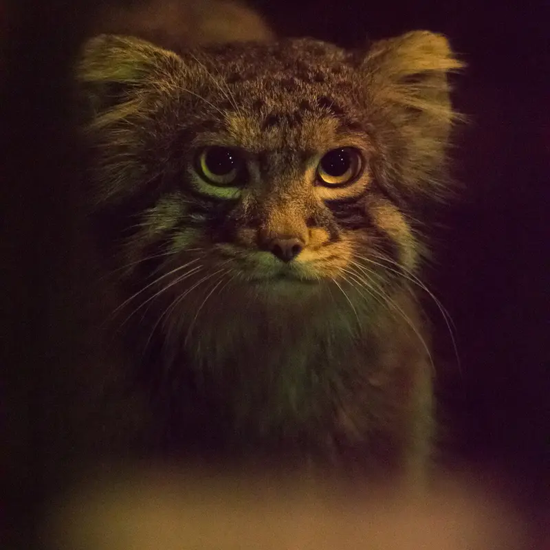 A photograph of Figa in Nogeyama Zoo