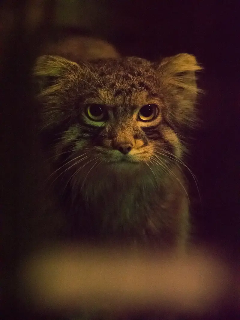 A photograph of Figa in Nogeyama Zoo