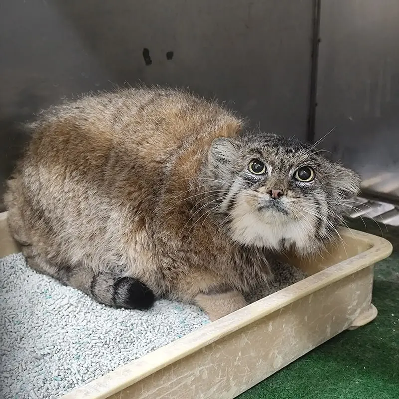 A photograph of Primula in Ueno Zoological Gardens