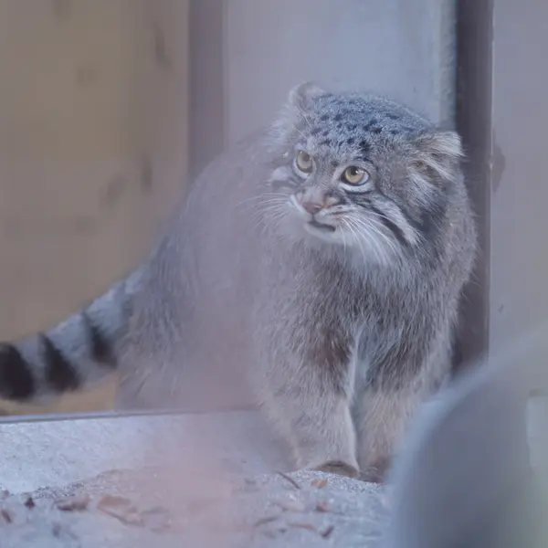 A photograph of Figa in Nogeyama Zoo