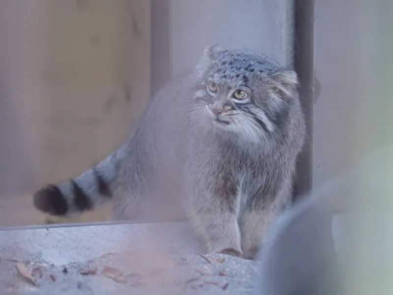 A photograph of Figa in Nogeyama Zoo