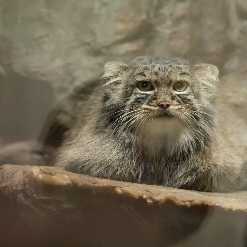 A photograph of Shafran in Ueno Zoological Gardens