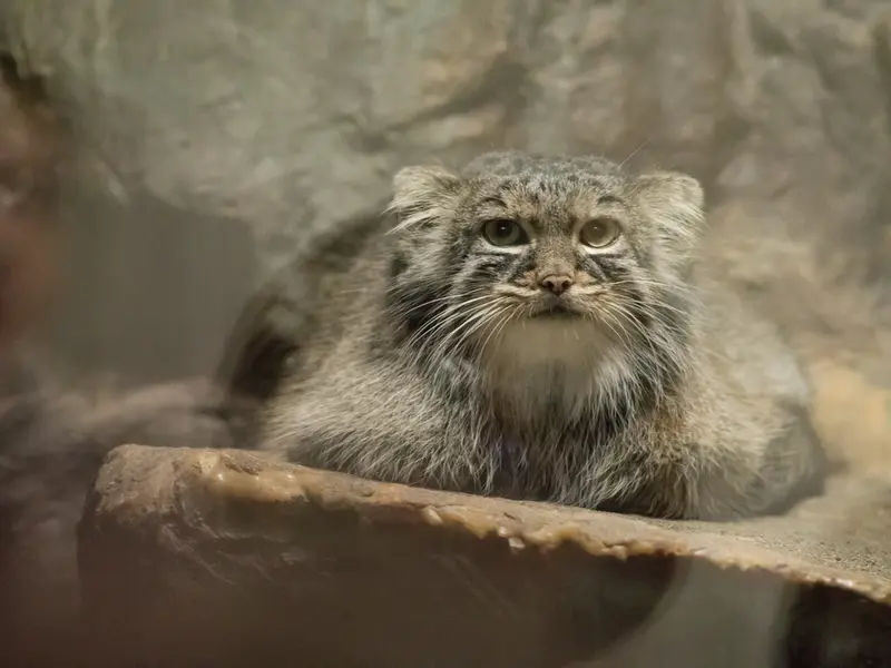 A photograph of Shafran in Ueno Zoological Gardens