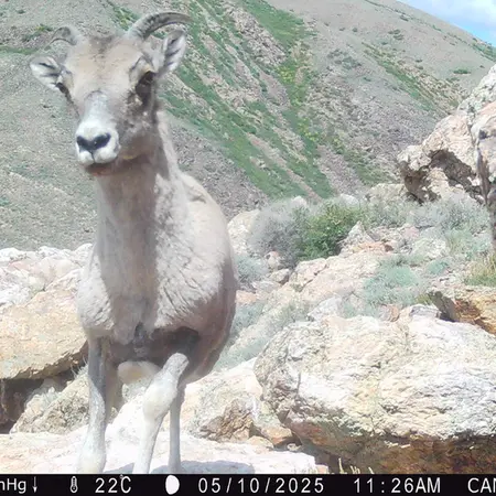 A photograph of Argali from Zhundy 2 camera trap