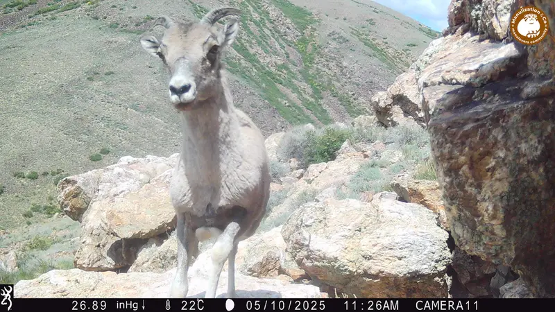 A photograph of Argali from Zhundy 2 [new] camera trap