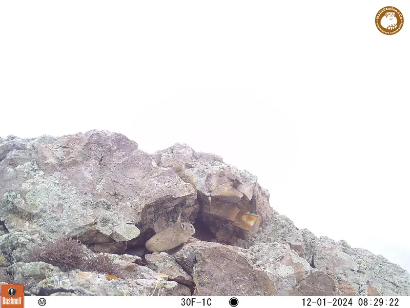 A photograph of Pika from Besshoky 1 camera trap