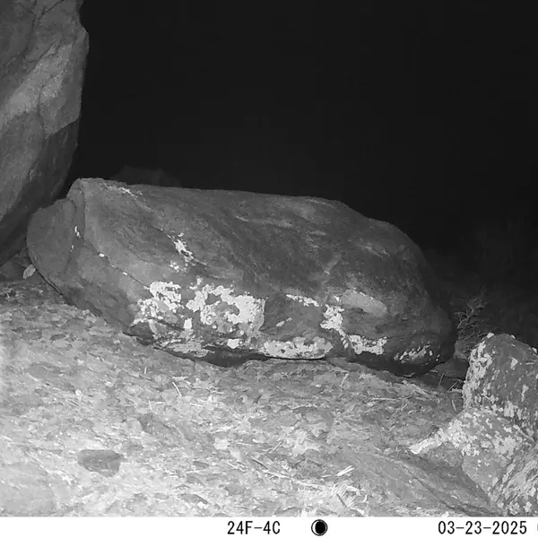 A photograph of Otocolobus manul manul from Koshkar camera trap