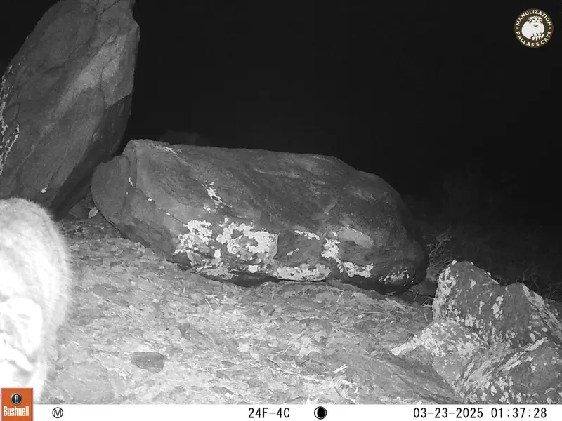 A photograph of Otocolobus manul manul from Koshkar camera trap
