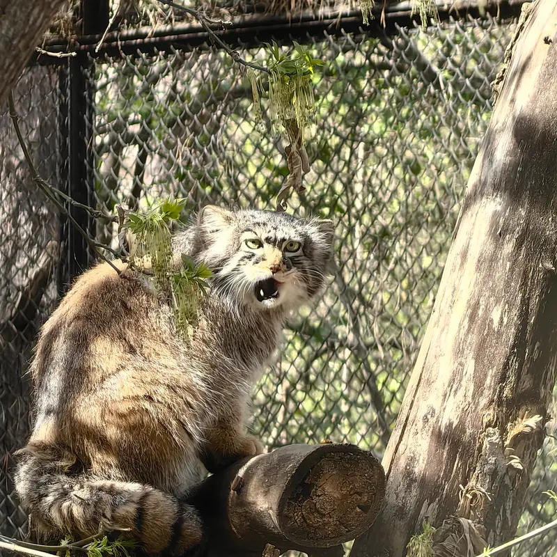 A photograph of Zosya in Novosibirsk Zoo