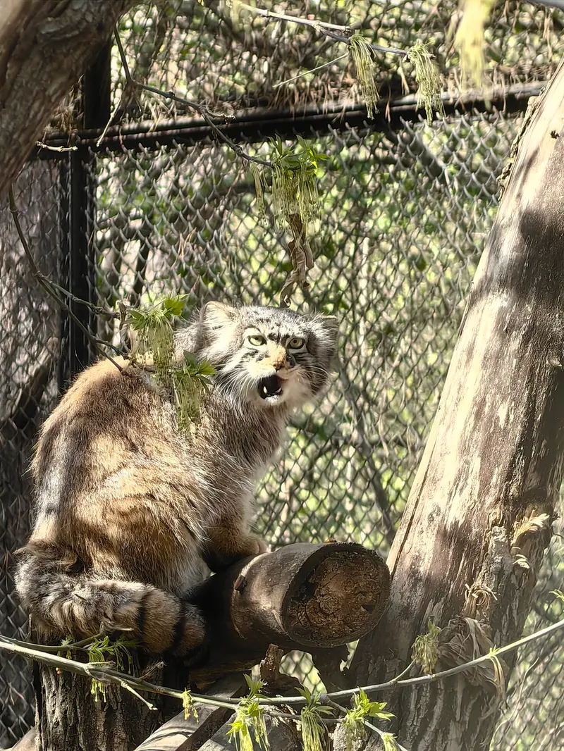A photograph of Zosya in Novosibirsk Zoo