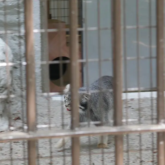 A photograph of a Pallas's cat in Nogeyama Zoo