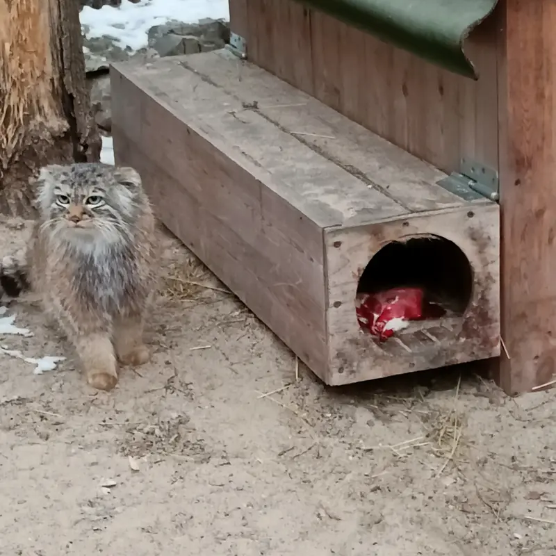 A photograph of Gabi in Novosibirsk Zoo