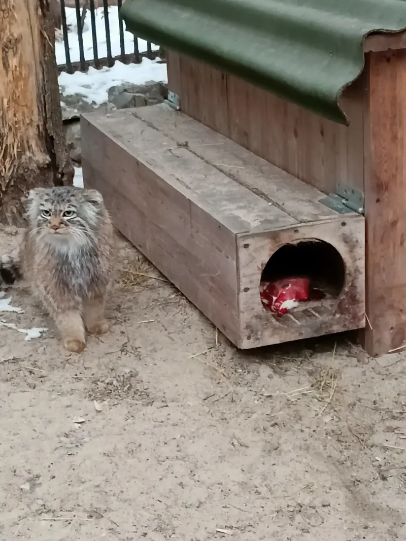 A photograph of Gabi in Novosibirsk Zoo
