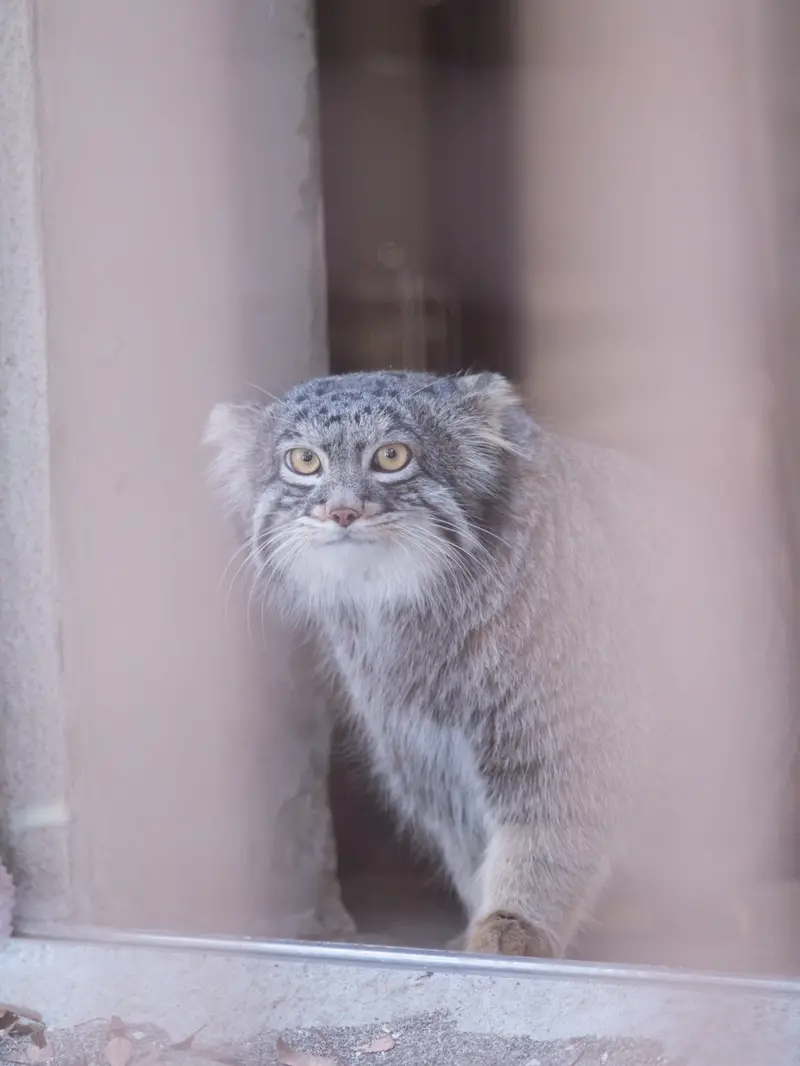 A photograph of Figa in Nogeyama Zoo