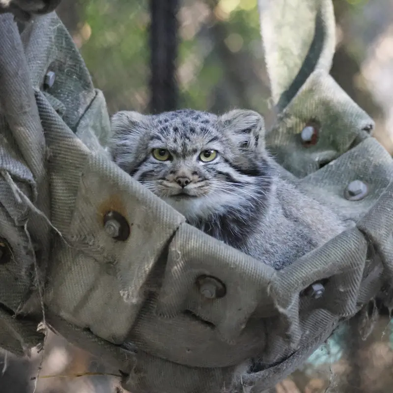 A photograph of a Pallas's cat in Novosibirsk Zoo