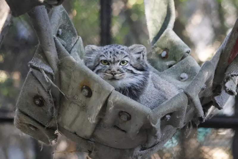 A photograph of a Pallas's cat in Novosibirsk Zoo