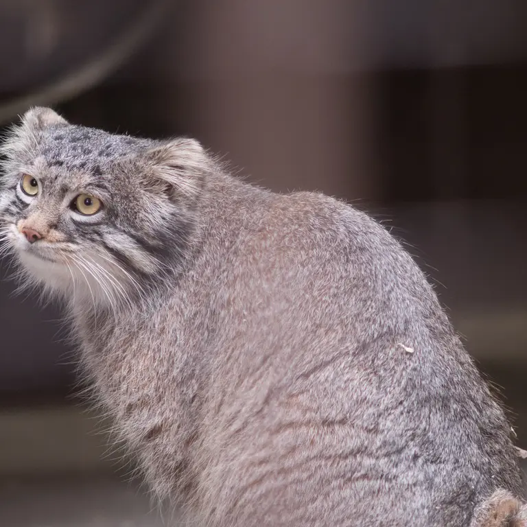 A photograph of Figa in Nogeyama Zoo