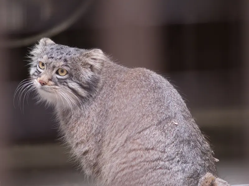 A photograph of Figa in Nogeyama Zoo