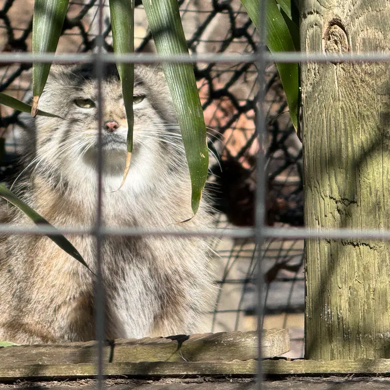 A photograph of Ceba in Smithsonian's National Zoo