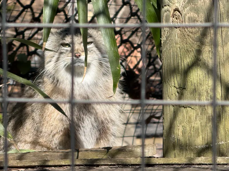 A photograph of Ceba in Smithsonian's National Zoo