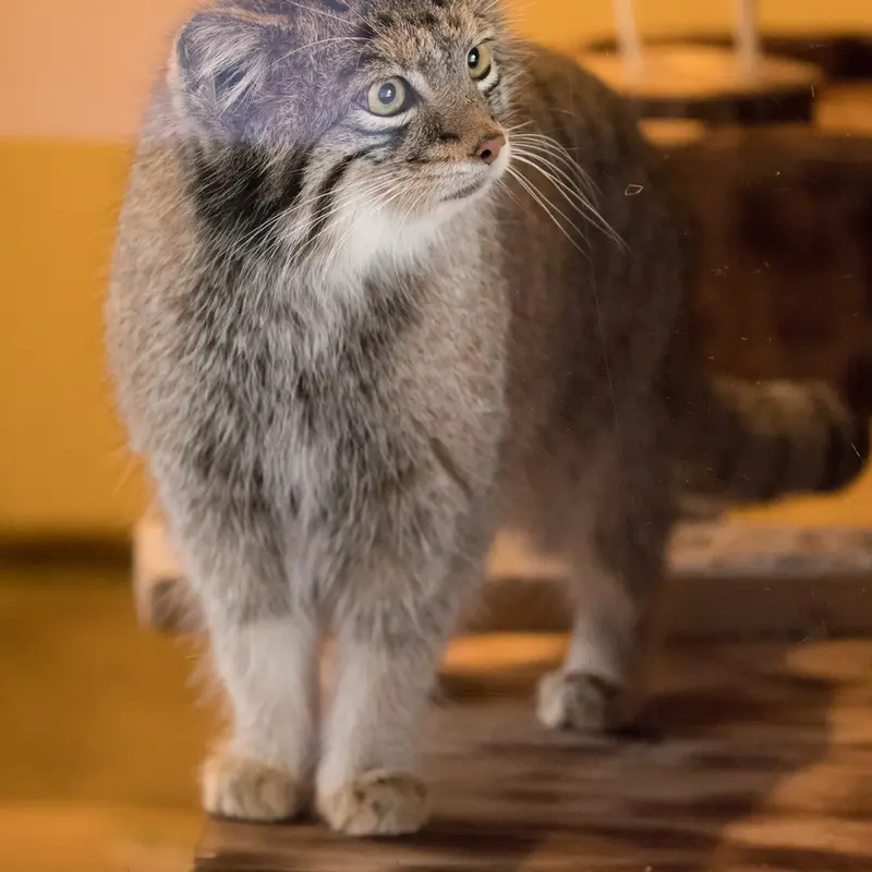 A photograph of Oto in Saitama Children's Zoo