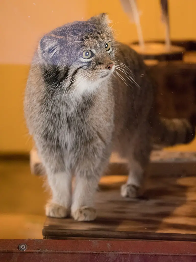 A photograph of Oto in Saitama Children's Zoo