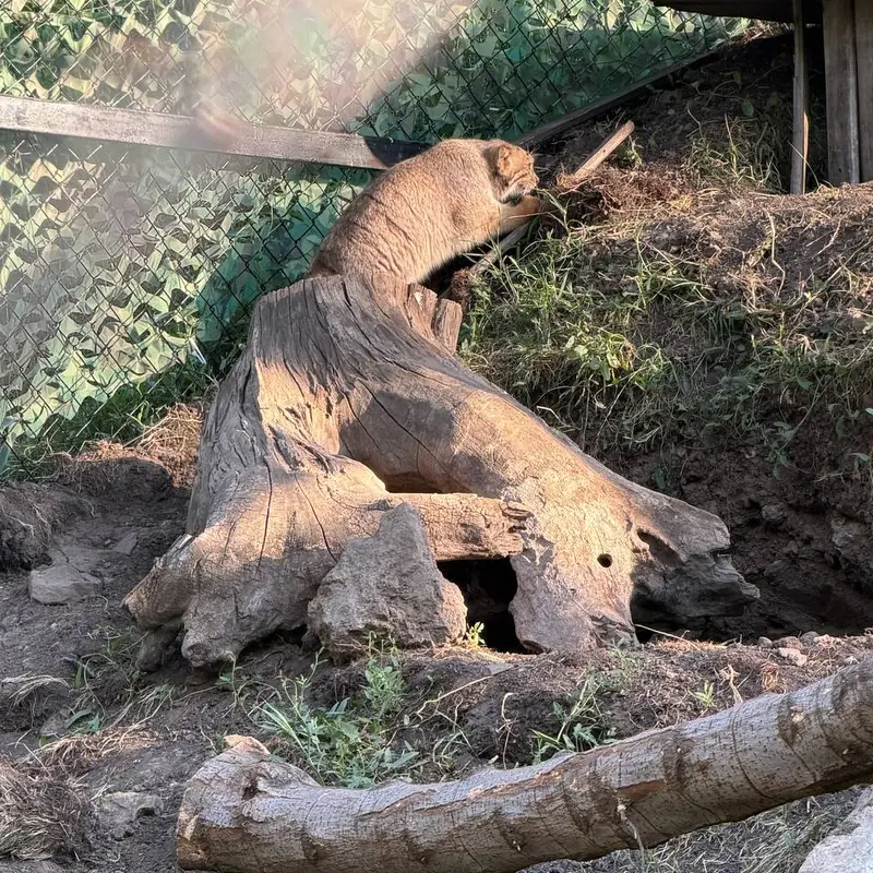 A photograph of Manó in Yerevan Zoo