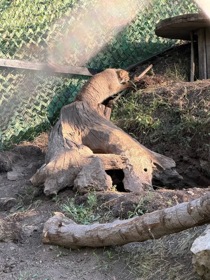 A photograph of Manó in Yerevan Zoo
