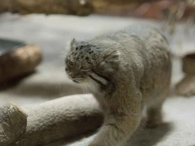 A photograph of Klyon in Ueno Zoological Gardens