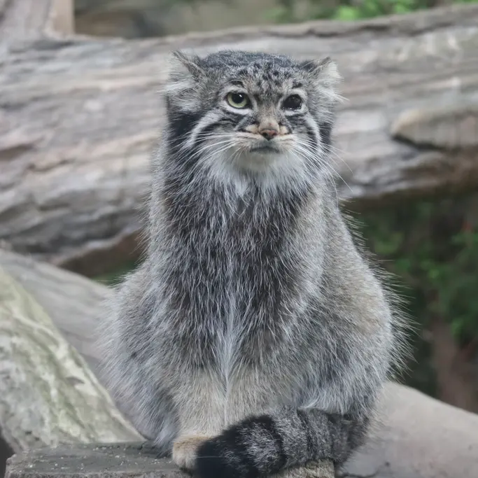 A photograph of Abrikos in Nasu Animal Kingdom