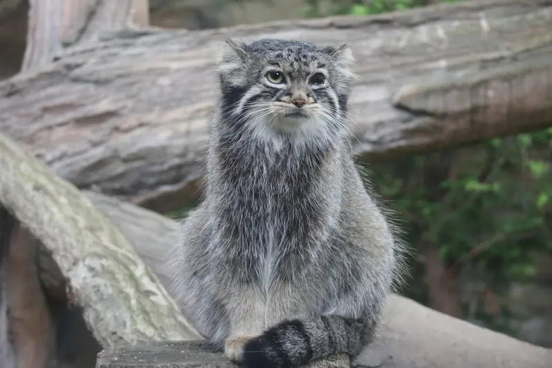 A photograph of Abrikos in Nasu Animal Kingdom