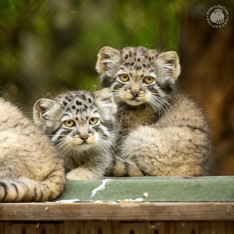 A photograph of Son of Lolo 2024 Ⅲ and Son of Lolo 2024 Ⅵ in Novosibirsk Zoo