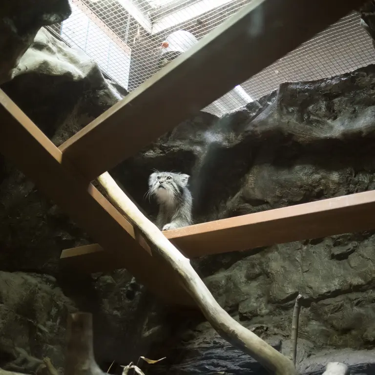A photograph of Klyon in Ueno Zoological Gardens