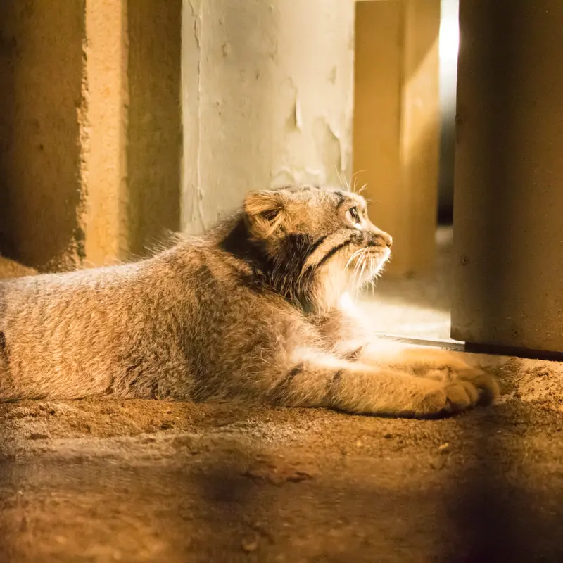 A photograph of Figa in Nogeyama Zoo