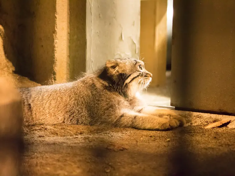A photograph of Figa in Nogeyama Zoo