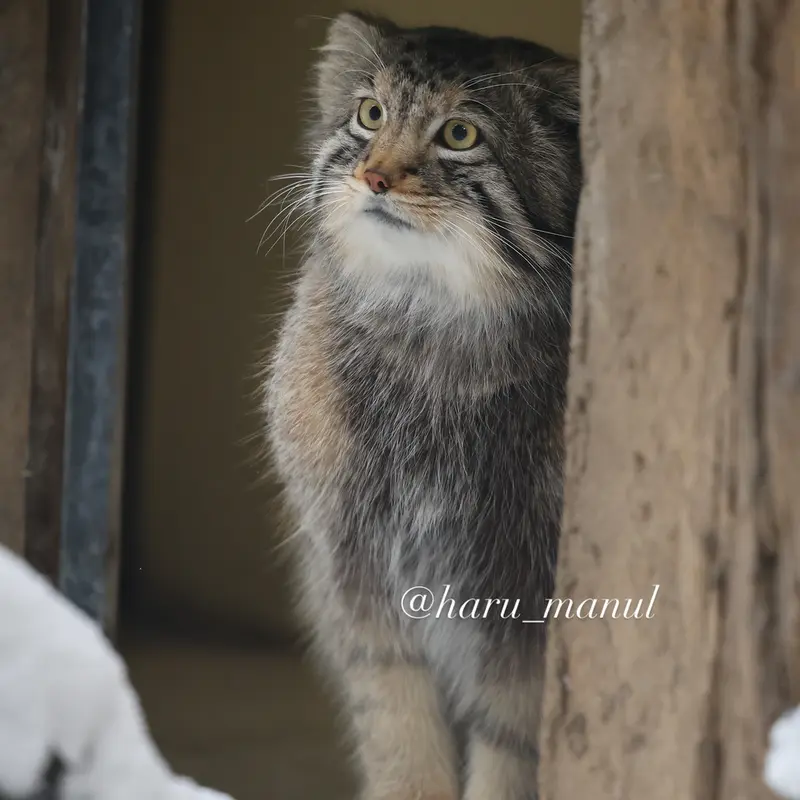 A photograph of Nagomu in Nasu Animal Kingdom