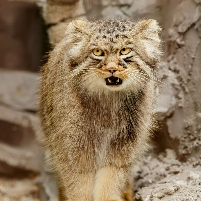 A photograph of Hide in Asahiyama Zoo