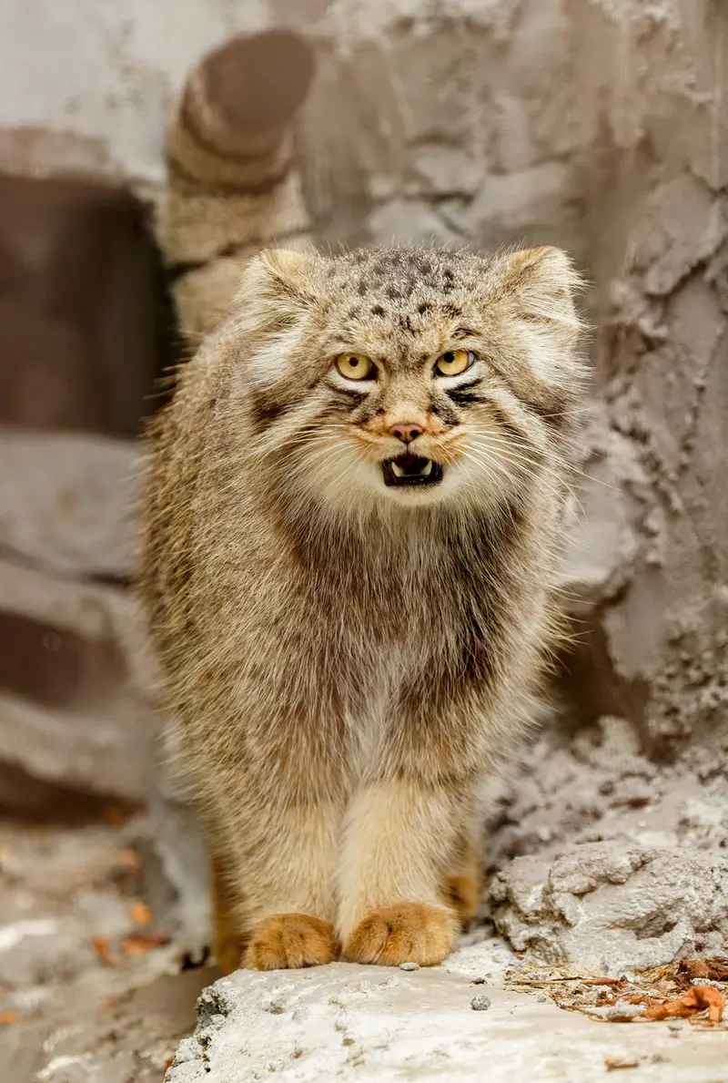 A photograph of Hide in Asahiyama Zoo