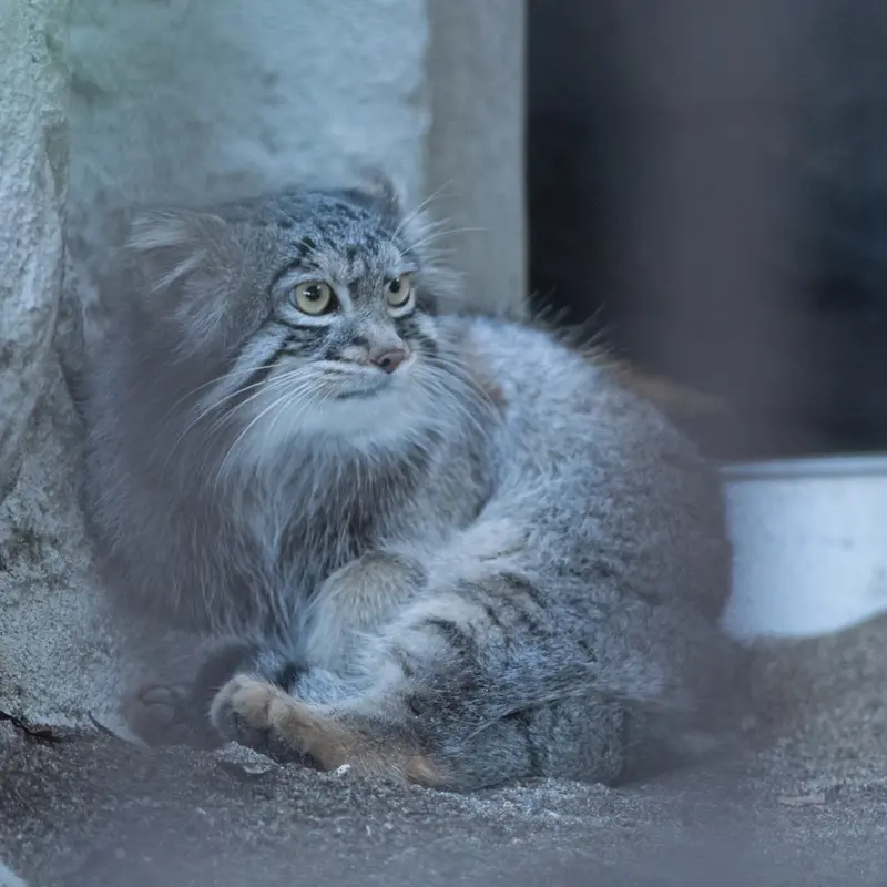 A photograph of Figa in Nogeyama Zoo