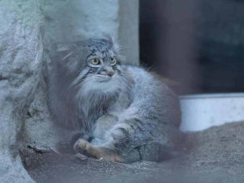 A photograph of Figa in Nogeyama Zoo