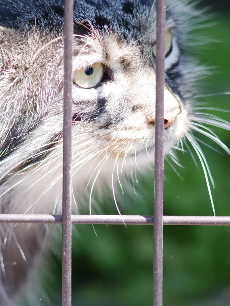 A photograph of Hide in Asahiyama Zoo
